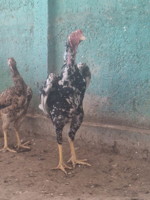 Дакан қораз сатылады.