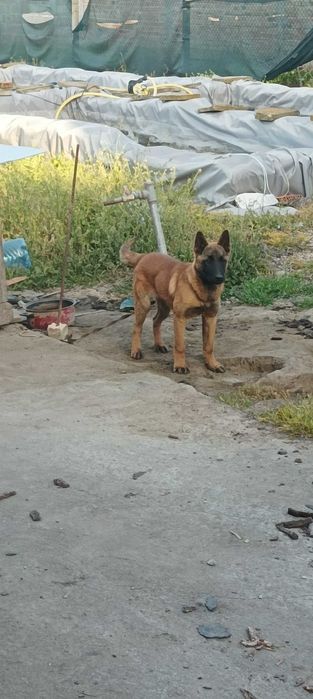 Белгийска овчарка Малиноа