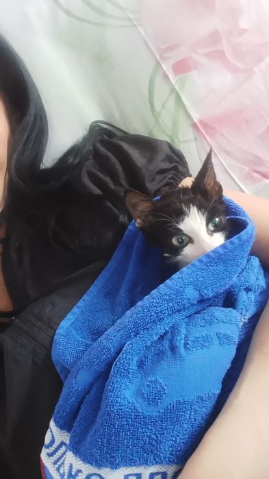 Отдам котенка в добрые руки