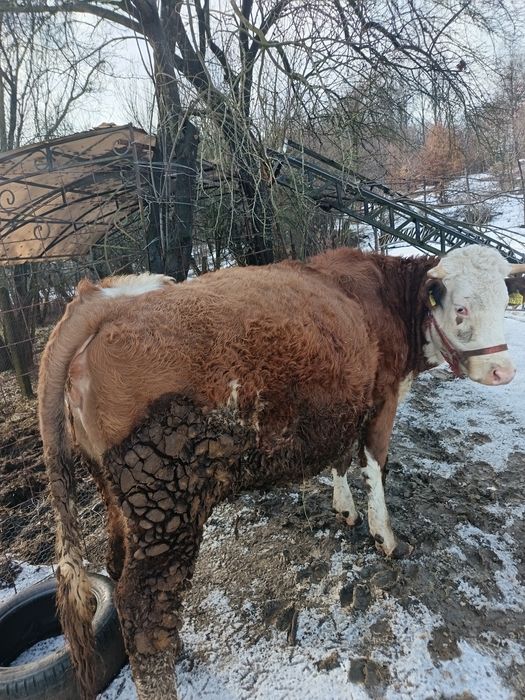Vând vaca cu vițel