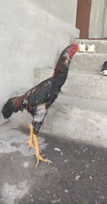 Dakan xoroz sotiladi