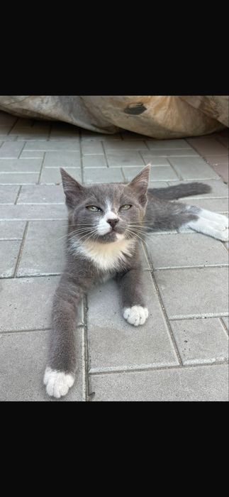 Котенки бесплатно
