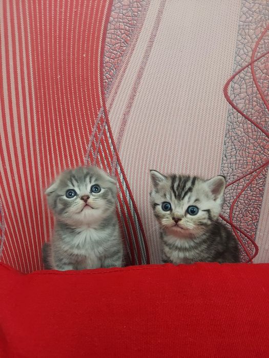 Продаю породистых котят