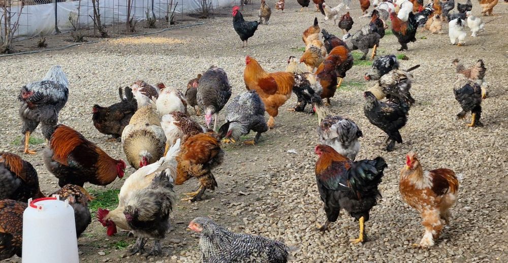 Vand gaini si pui de rasa si de curte