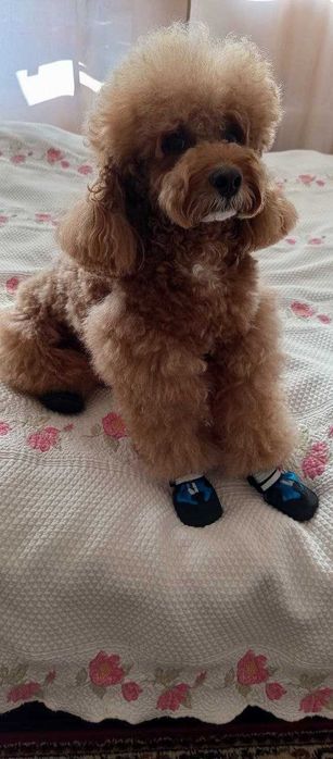 средно момче пудел