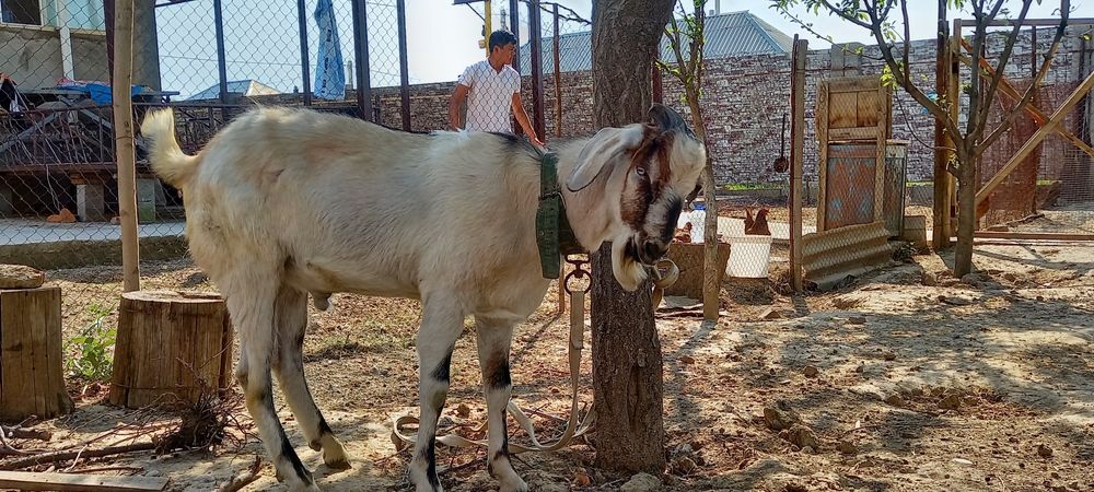 Американский Альфа Теке козёл