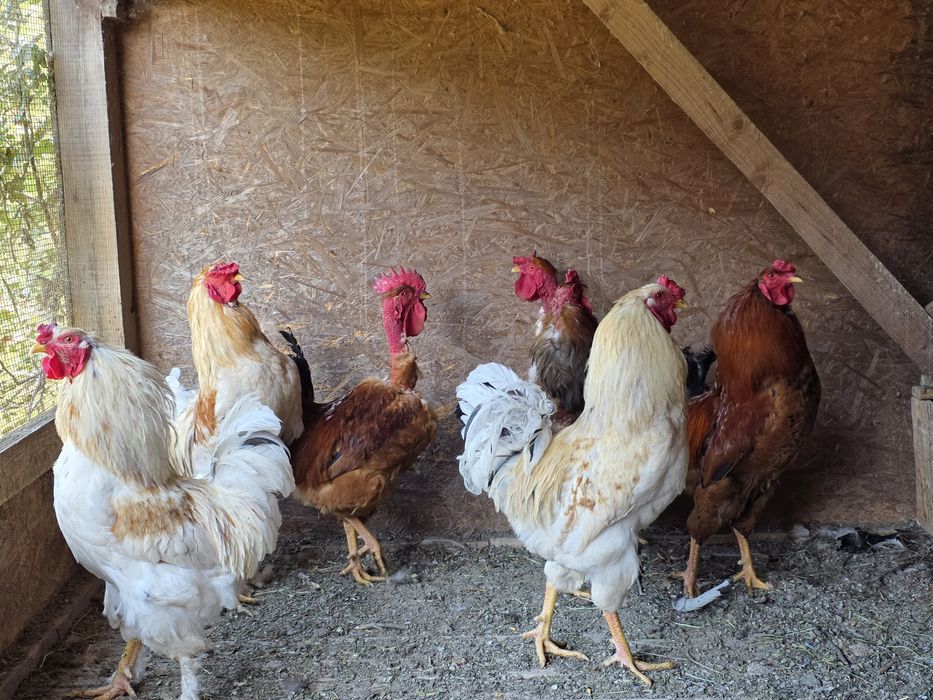 Cocosi tineri, de casa