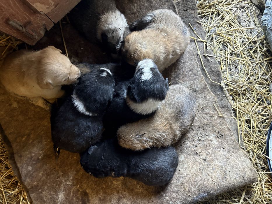 щенята отдам бесплатно