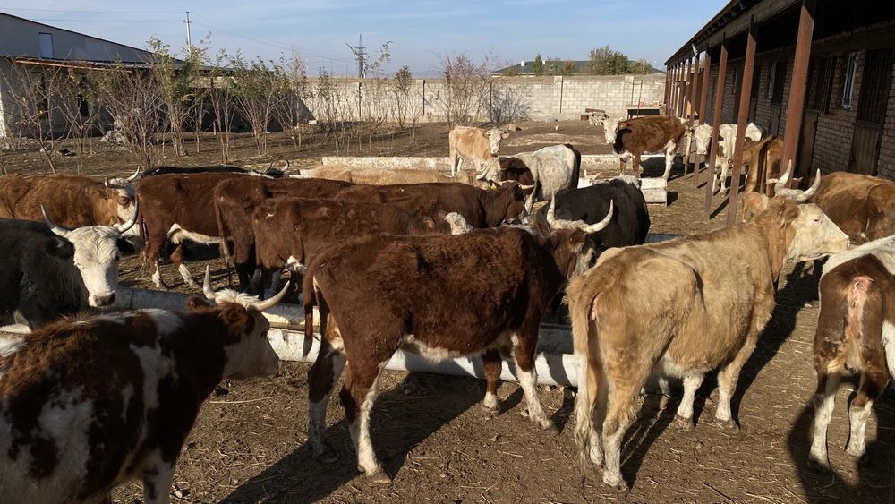 Буаз сиырлар сатылады 22 бас