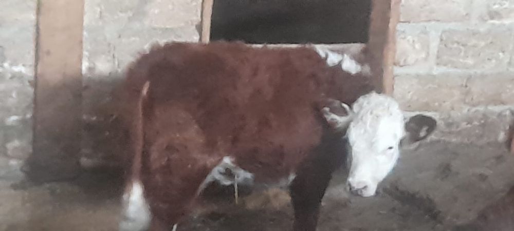 Ұрғашы баспақ сатылады