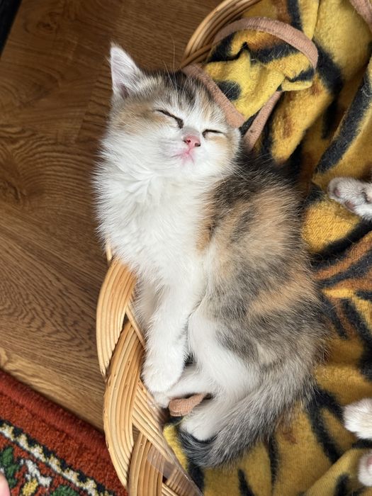 Mushuk, Кошка, Cat