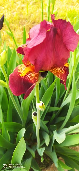 Продаю садовые Ирисы