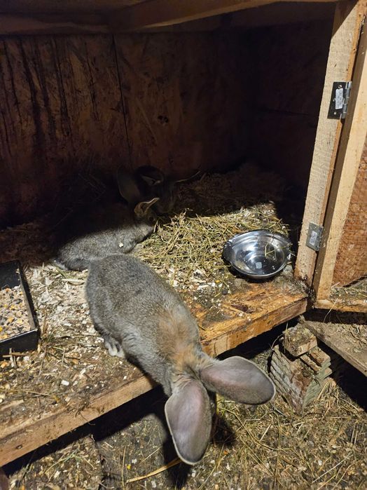 Pui urias gri german, 8 saptamani.