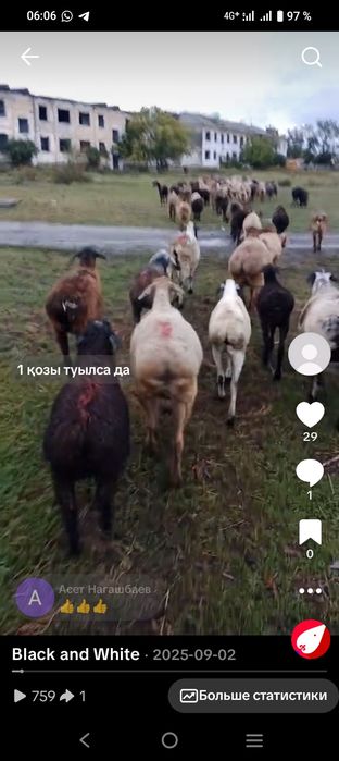 Продам овцематок с ягнятами