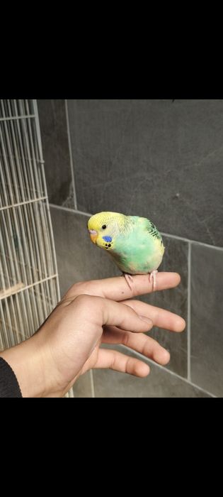 Попугай ручной говоряший