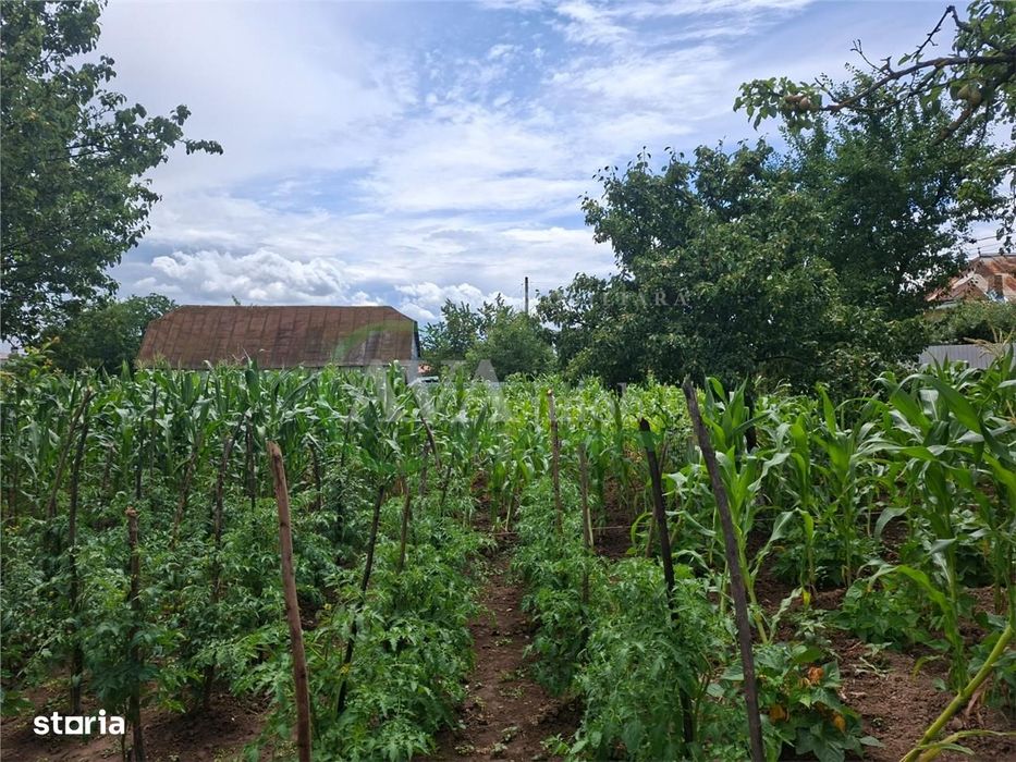 Teren intravilan 1000mp, zona Magura Sohodol