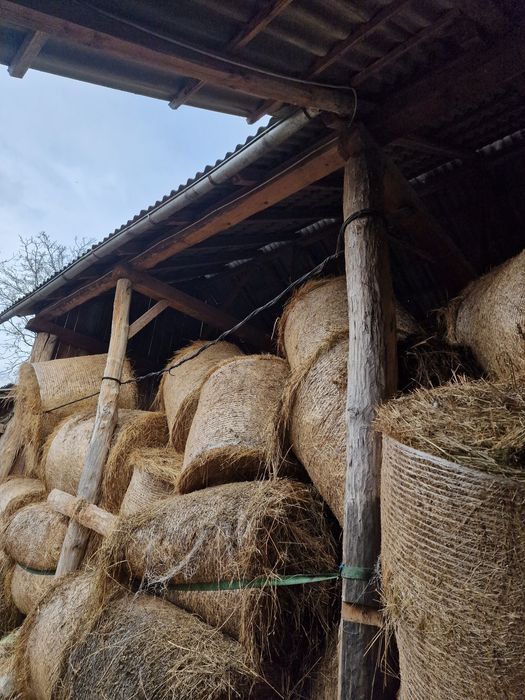 Vând baloti de fan amestecat cu ghizdei