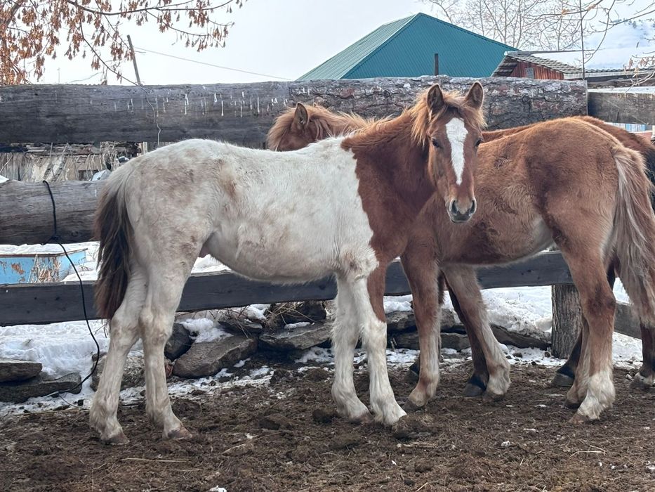 Годовалый лошадь
