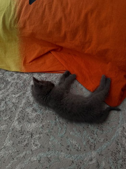 Продается котенок девочка