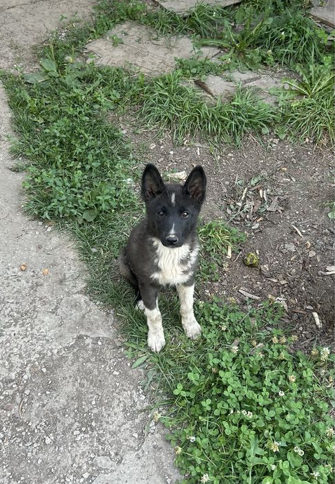Щенок русско-европейской лайки