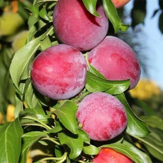 Pomi Fructiferi Columnari PRUN