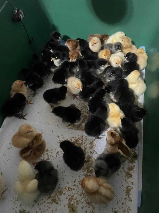 Pui Mixuri Din Rase Ouatoare