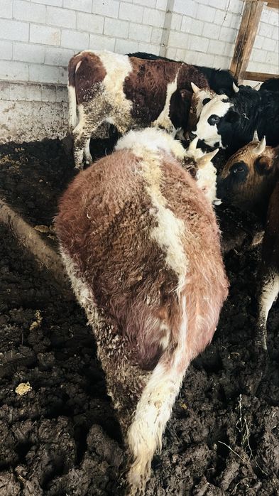 1.5-2 жасар бұқалар