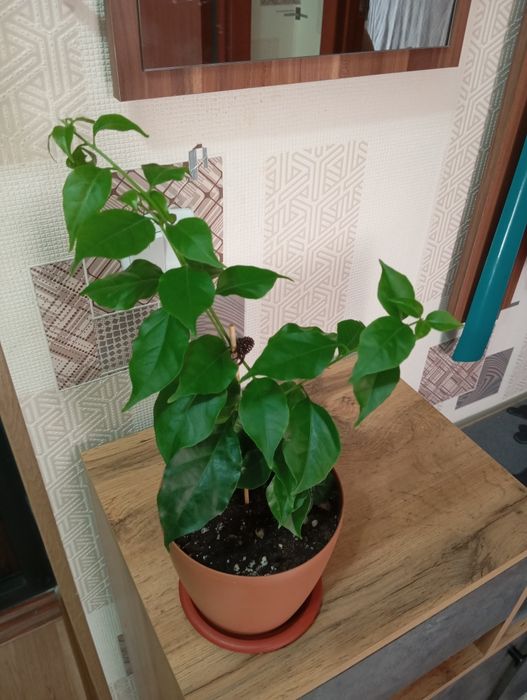 Продам цветы комнатные