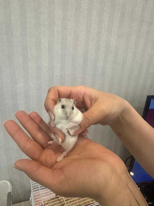 Хомячки джунгарские