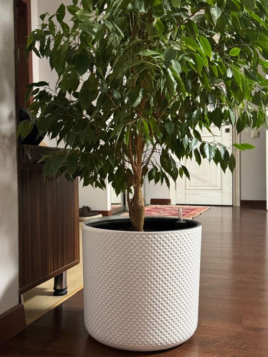 Комнатный цветок