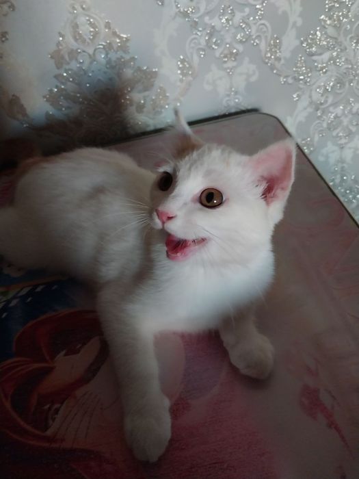 Mushuk sotiladi paroda tureskiy angora
