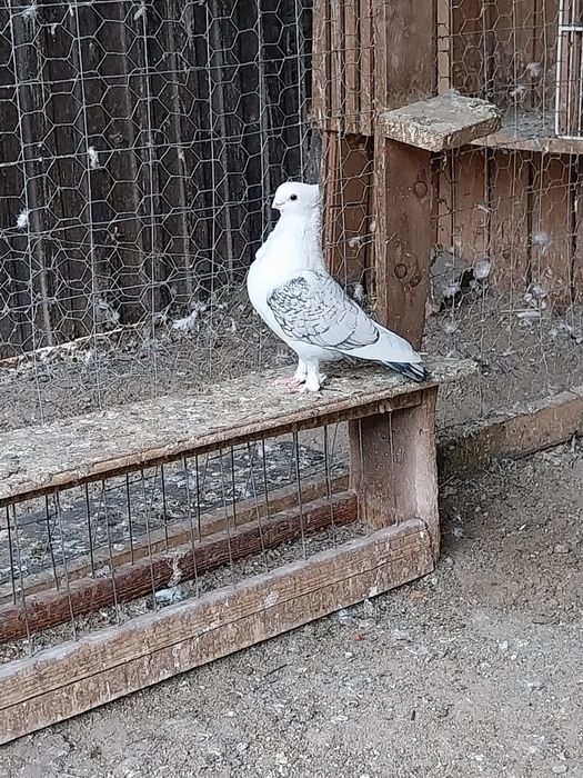 Porumbei misirli / satineti