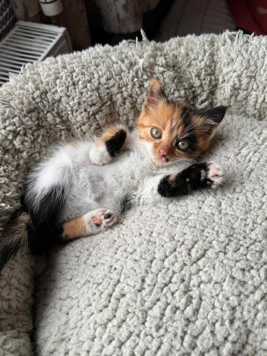 Котенце  Мая на 6 месеца.