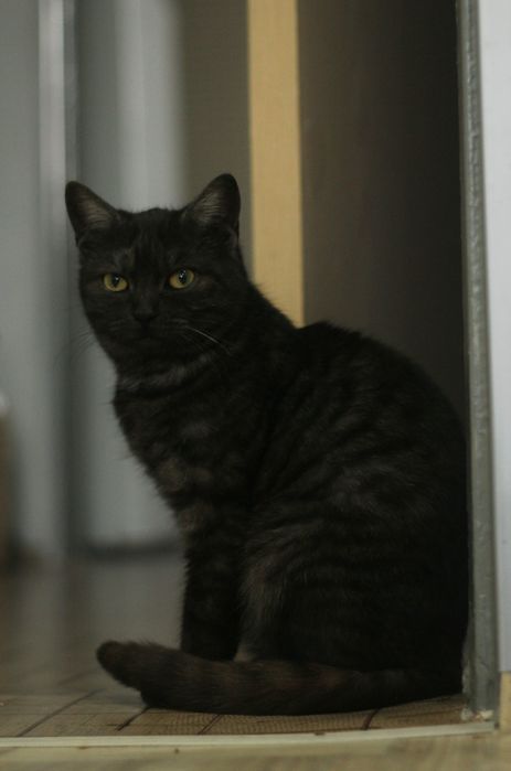 Скотиш страйд в добрые руки девочка