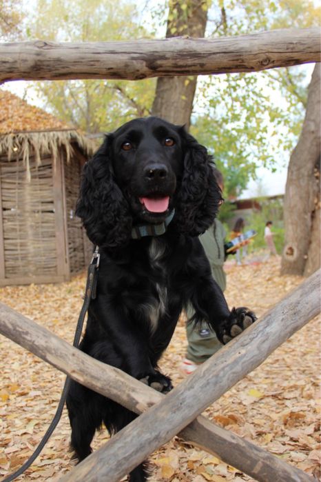 Кобель русского спаниеля для вязки