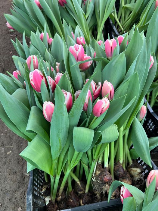Тюльпаны оптом доставка