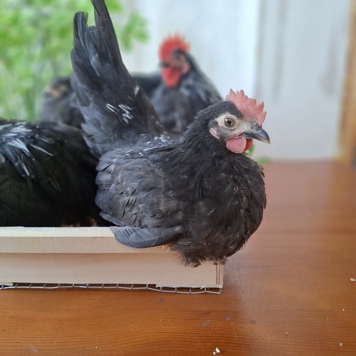 Декоративные курочки ШАБО