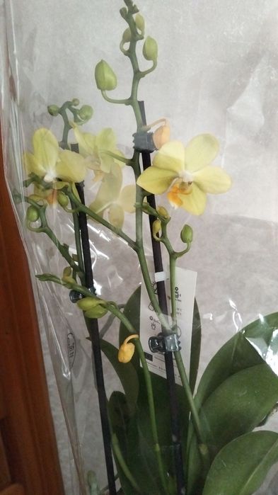 Продам орхидея сортовые