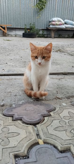 Отдам котят. Девочка и мальчик.