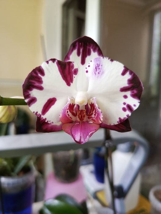 Продам орхидею. Очень много сортов.