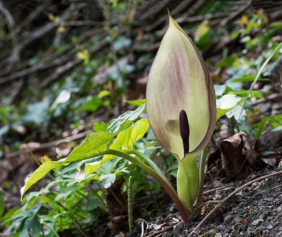 Разсад от змийска хурка (Arum maculatum)