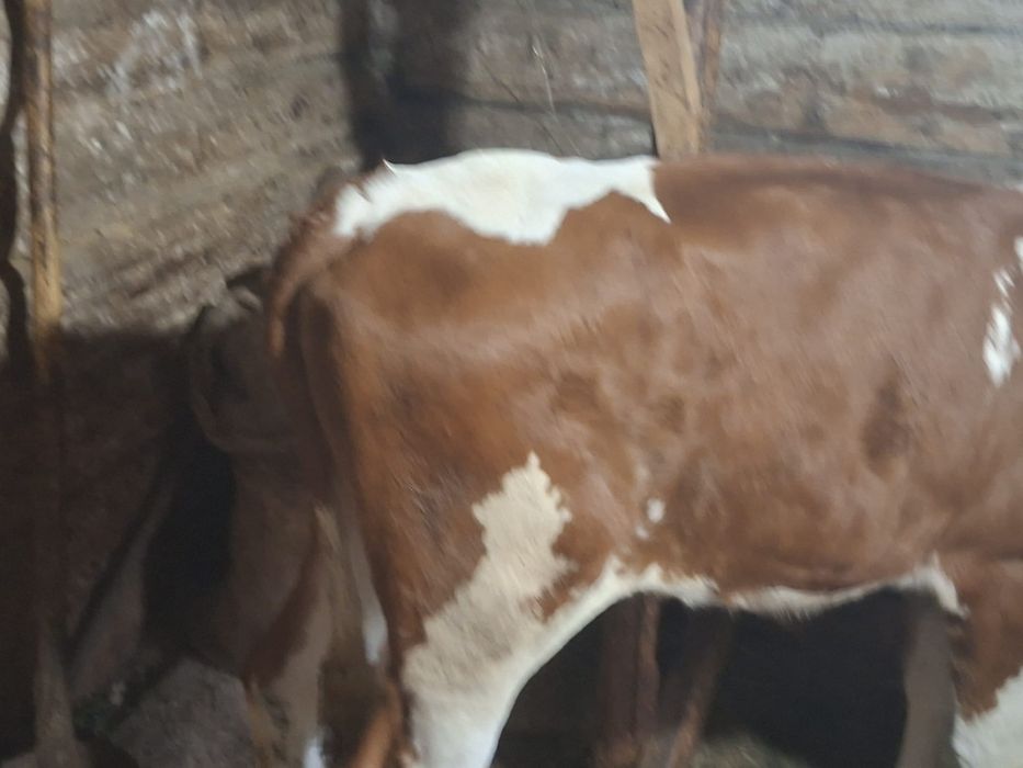 Vand vitea bălțată românească