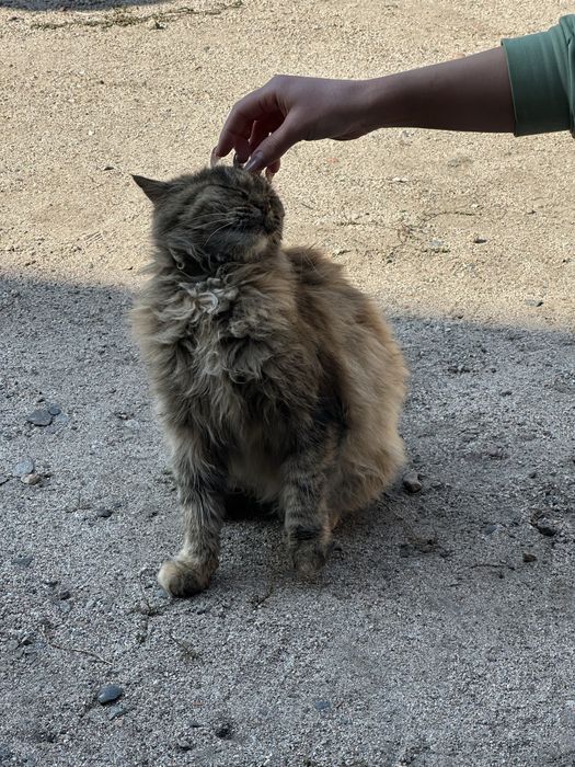 Бойкая кошка ищет дом