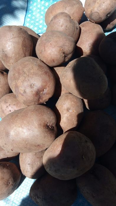 Продам домашний картофель