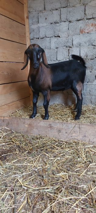 Capra cu lapte alpina