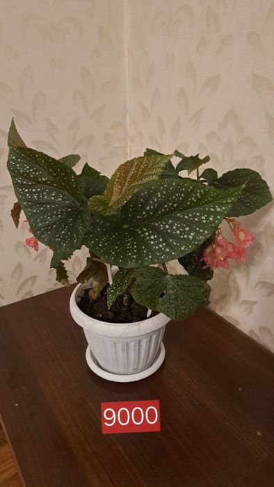 Комнатные  растения