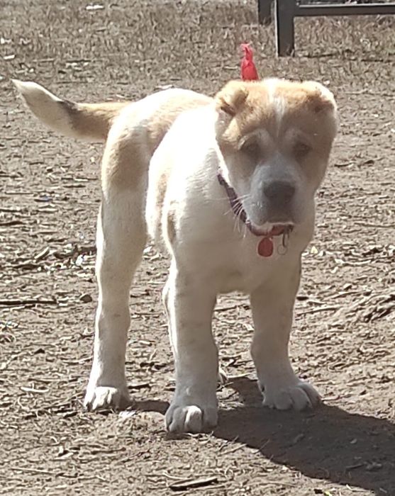 Мощный супер Алабайчик