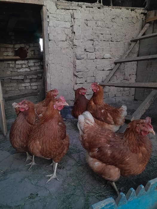 Продам кур несушек