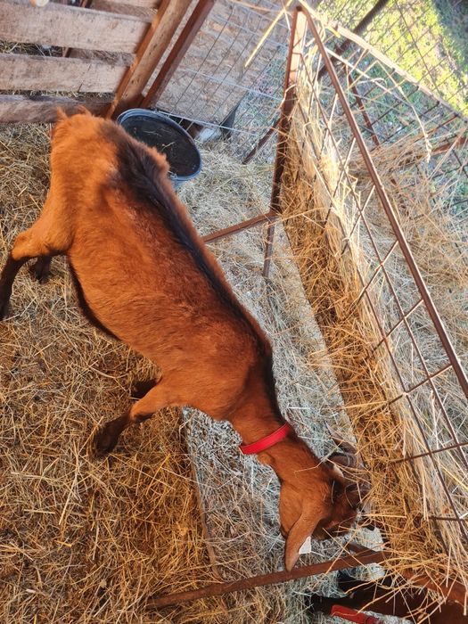 Vand iada alpina franceze