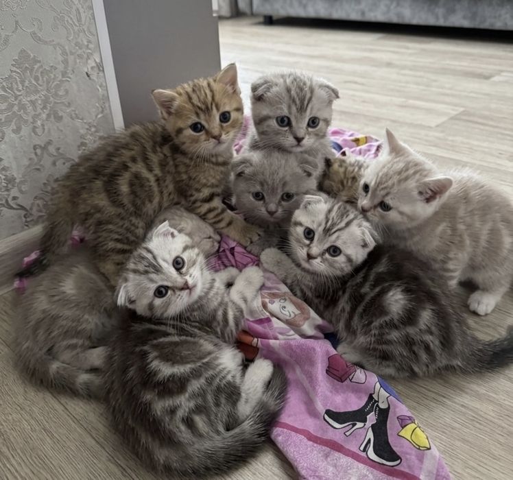 Продам красивых котят